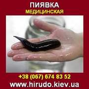 Купить Медицинская пиявка. Гирудотерапия. МЕДИКУС. Киев.