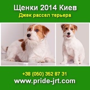 Щенки 2014 Джек рассел терьера от хозяина Киев